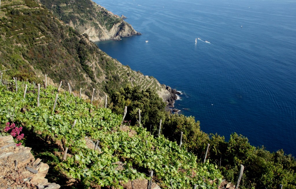 vini cinque terre bar.it