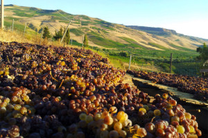 Il Passito di Pantelleria è uno dei vini caratteristici siciliani