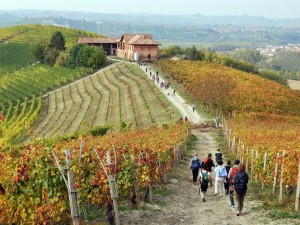 Numeri da record per il turismo del vino