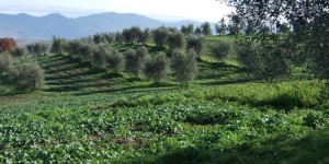 In Italia si produce olio di grande qualità