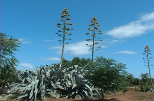 La Tequila Mezcal viene prodotta a partire dalla pianta di Agave