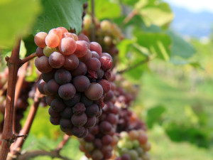 Il Pinot Grigio è il vitigno italiano più amato nel mondo