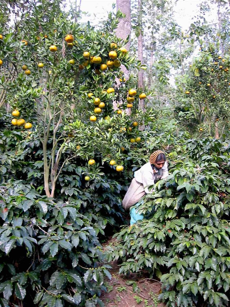 il caffè sotto i mandarini