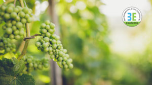 Un progetto per recuperare la biodiversità del vino