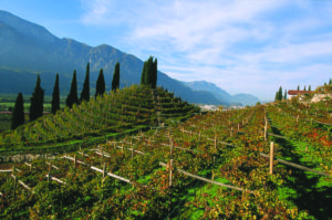 La Cantina Sociale di Trento produce vini biologici