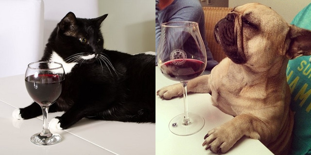 vino per cani e gatti