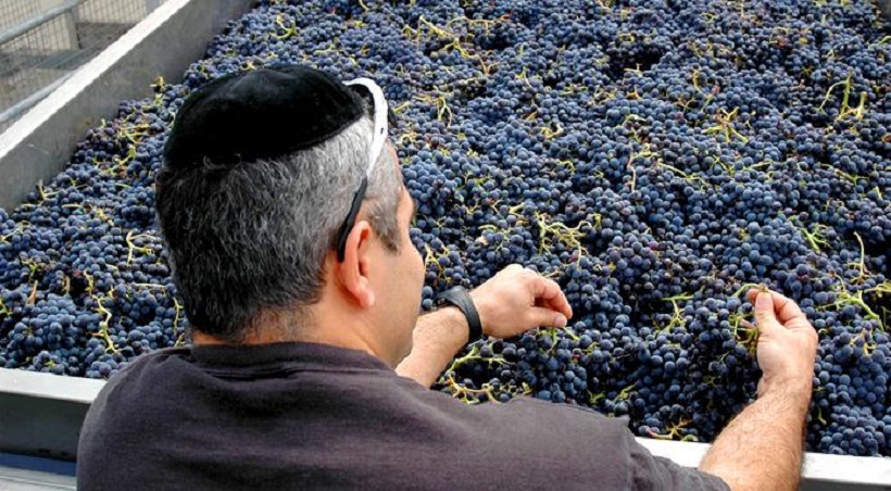 vino kosher in italia