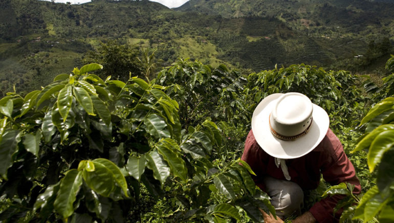 barista&farmer