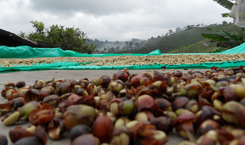 caffè in colombia