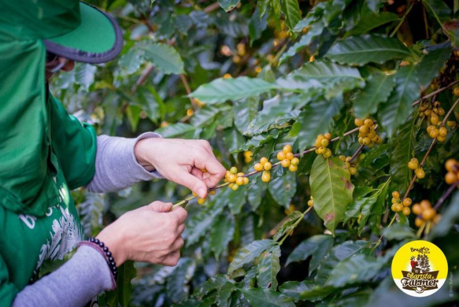 barista e farmer