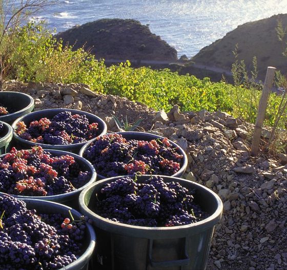 Slow Wine Fair