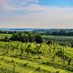 Vigneti Stati Uniti