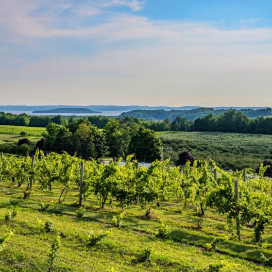 Vigneti Stati Uniti