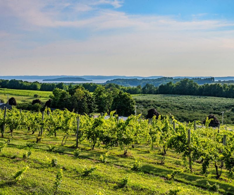 Vigneti Stati Uniti