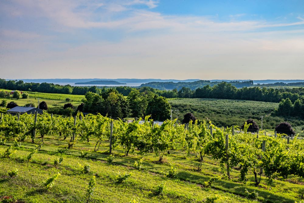 Vigneti Stati Uniti