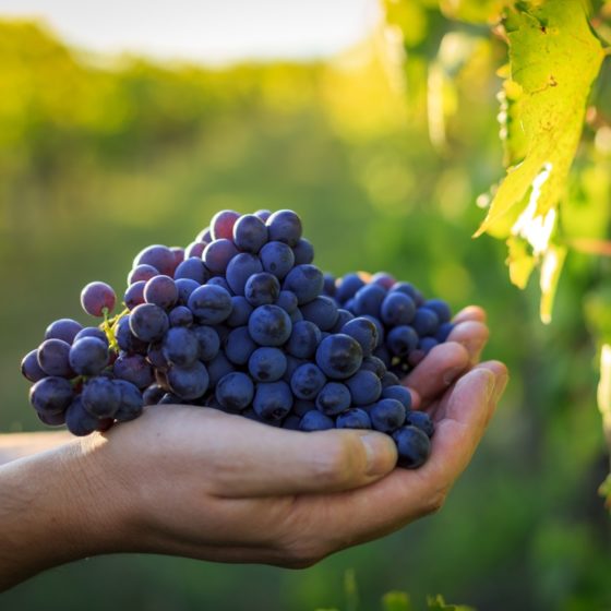 Wine in Action