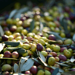 Olio d'oliva