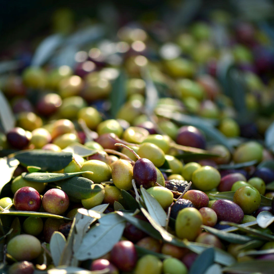 Olio d'oliva